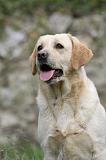 LABRADOR 858